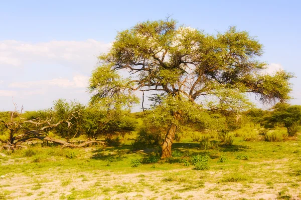 Paisagem no Botsuana — Fotografia de Stock