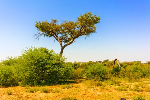 Landscape in Botswana — Stock Photo, Image