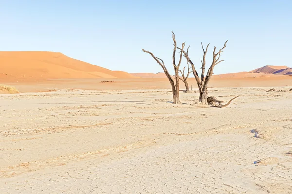 Dead Vlei рядом с Сесрием в Намибии — стоковое фото