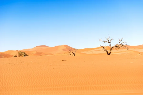 Písečné duny v poušti Namíbie poblíž Sossusvlei — Stock fotografie