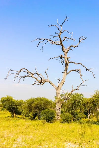 Paisagem no Botsuana — Fotografia de Stock