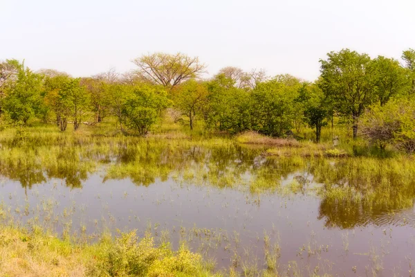Landscape in Botswana. — Stock Photo, Image