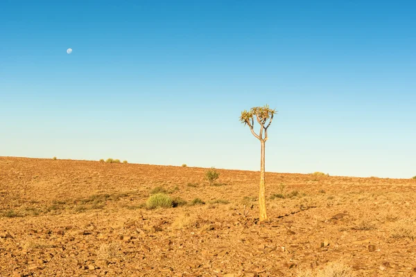 Träd i Namiböknen landskap — Stockfoto
