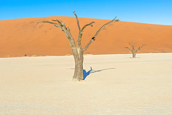 Dead Vlei v místě zvaném Sesriem v Namibii — Stock fotografie