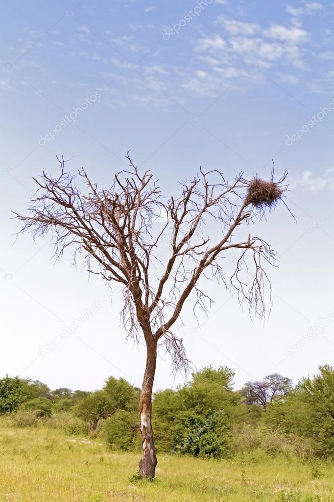 Landscape in Botswana