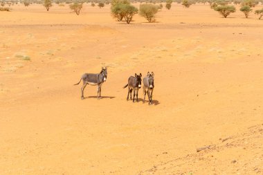 Çöl manzara sudan