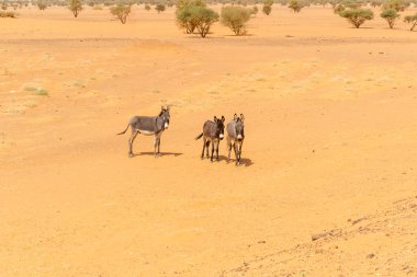 Desert landscape in Sudan clipart