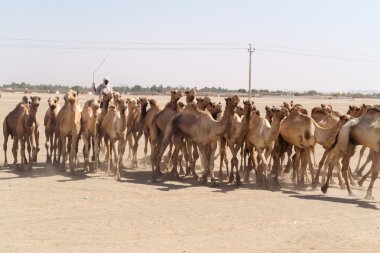 Sudan'daki deve sürüsü