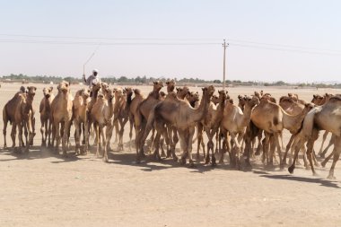 Herd of camels in Sudan clipart