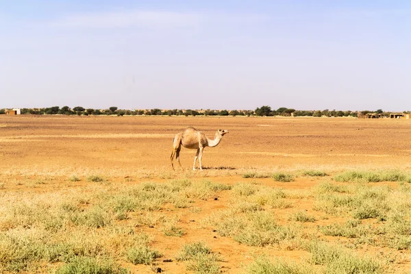 Wüstenlandschaft auf sudan — Stockfoto