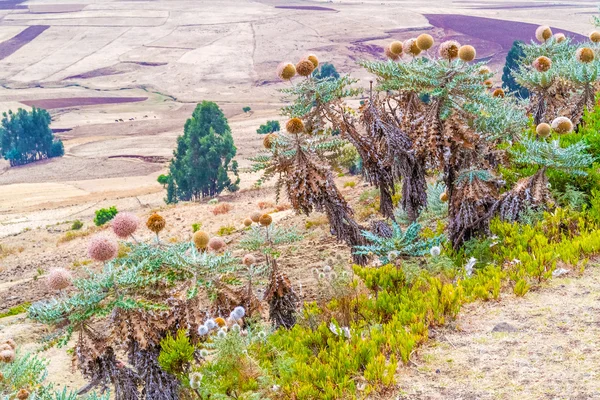 Landscape in Ethiopia near Ali Doro — Zdjęcie stockowe