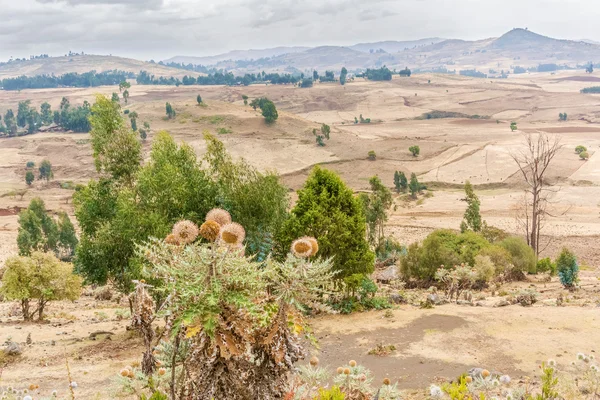Paisaje en Etiopía cerca de Ali Doro — Foto de Stock