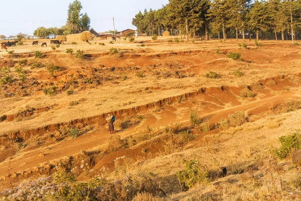 Paisagem agrícola na Etiópia — Fotografia de Stock