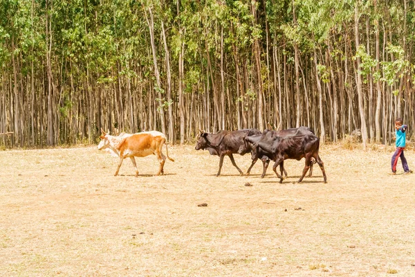 Farmland  in Ethiopia — Stock Photo, Image