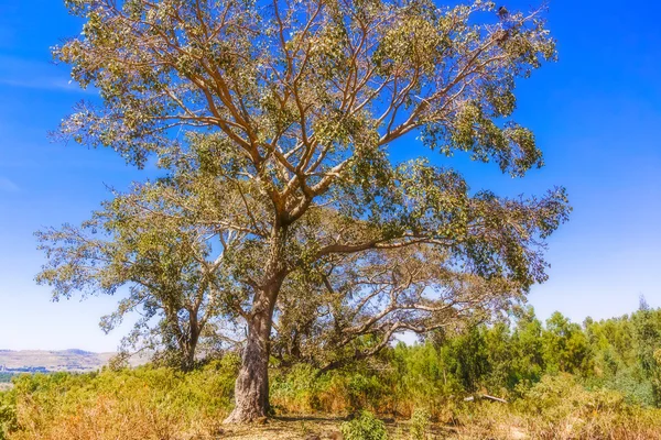 Árvore na Etipia perto de Seraba — Fotografia de Stock