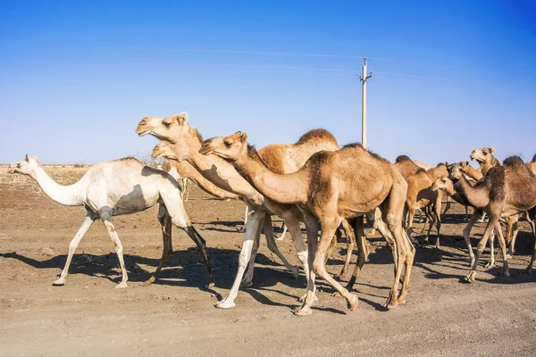 Manada de camelos no Sudão — Fotografia de Stock