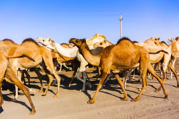 Mandria di cammelli in Sudan — Foto Stock