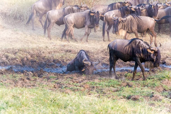 Blue Wildebeest v Tanzanii — Stock fotografie