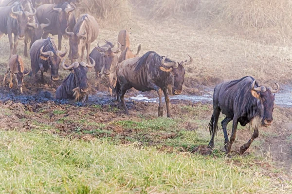 Blue Wildebeest in Tanzania — Stock Photo, Image