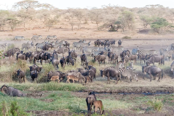 Zebra's en Wildbeests in Serengeti in Tanzania — Stockfoto