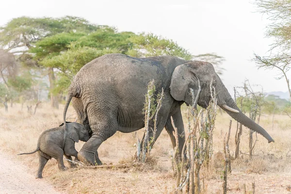 African Elephant in Serengeti National Park — Stock Photo, Image