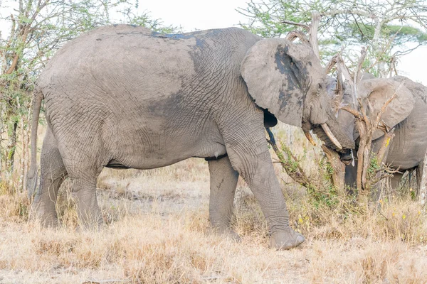 Африканский слон в Национальном парке Серенгети — стоковое фото