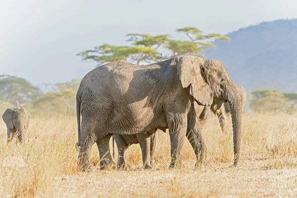 Afrika fili Serengeti Ulusal Parkı'nda — Stok fotoğraf