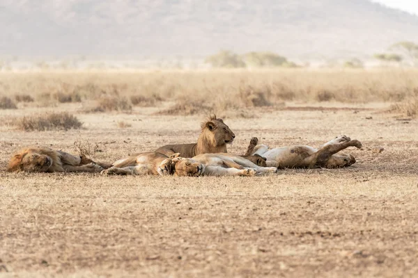 Familia de leones descansando en el Parque Nacional del Serengeti — Foto de Stock