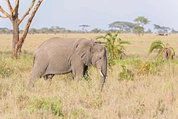 Afrika fili Serengeti Ulusal Parkı'nda — Stok fotoğraf