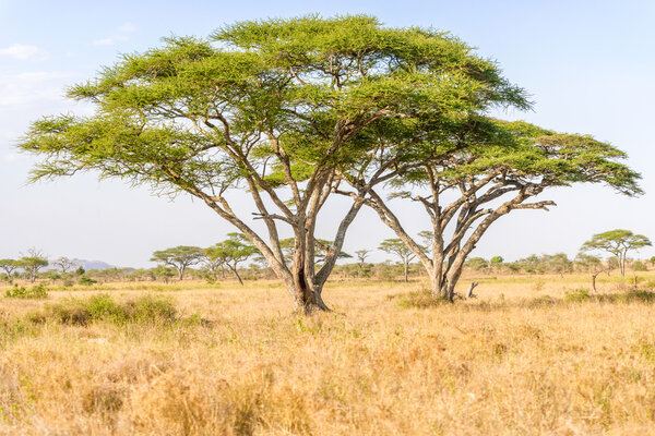 Landscape with acacia trees in Serengeti National Park in Tanzania.