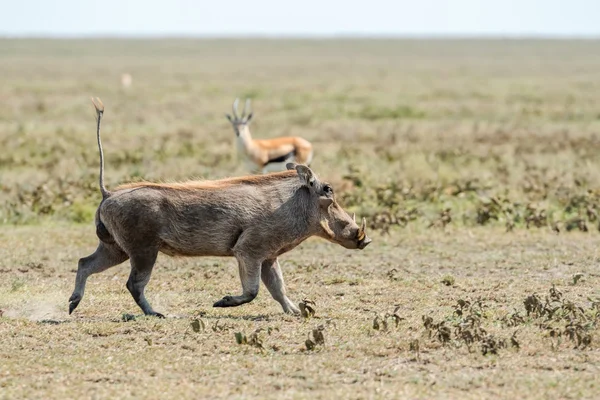 Warthog, Phacochoerus africanus em Serengeti . — Fotografia de Stock
