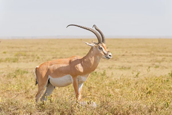 Impala Antelope na África — Fotografia de Stock