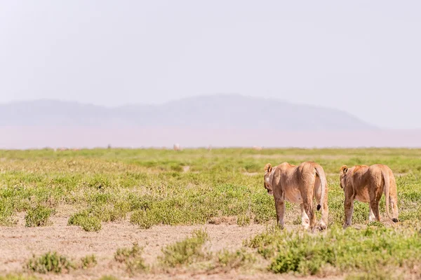 Lwy w Serengeti National Park — Zdjęcie stockowe