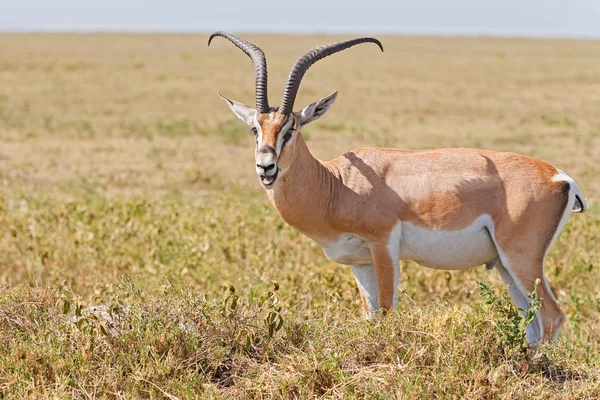 Impala Antelope na África — Fotografia de Stock