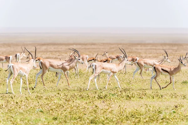 Impala antilope in Afrika — Stockfoto