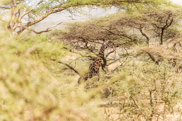 Žirafa v národním parku Serengeti — Stock fotografie