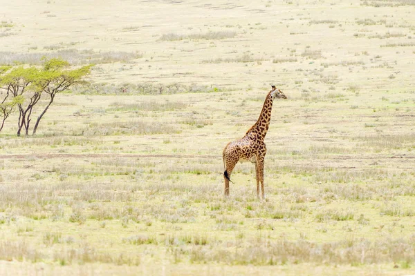 Jirafa en el Parque Nacional del Serengeti — Foto de Stock
