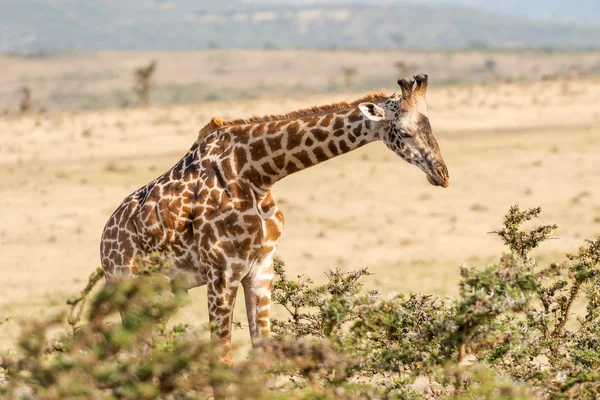 Jirafa en Serengeti — Foto de Stock