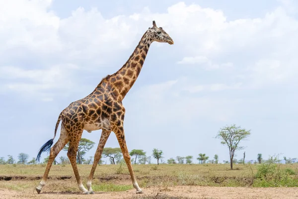 Jirafa en Serengeti — Foto de Stock