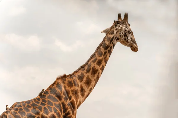 Jirafa en Serengeti — Foto de Stock