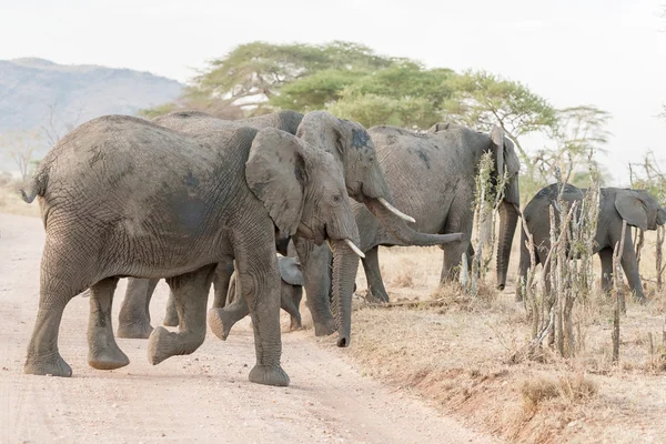 아프리카 코끼리에 세 렝 게티 국립 공원 스톡 사진