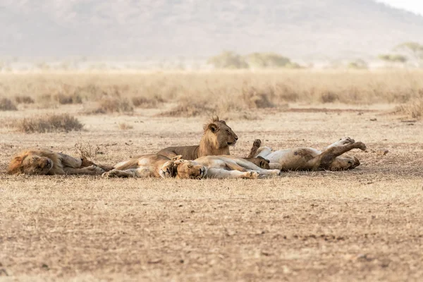 Löwenfamilie ruht im Serengeti-Nationalpark lizenzfreie Stockbilder