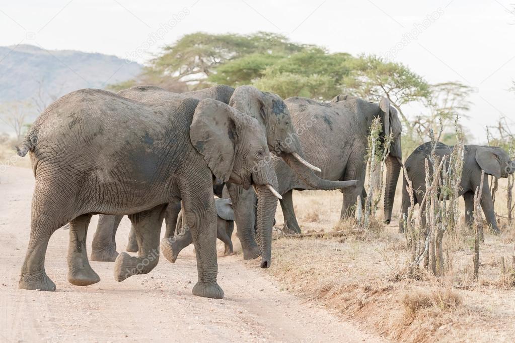 African Elephant in Serengeti National Park