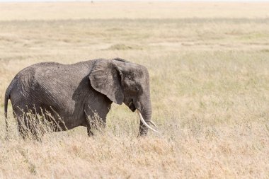 Afrika fili Serengeti Ulusal Parkı'nda