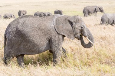 Afrika fili Serengeti Ulusal Parkı'nda