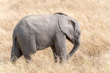 Afrika fili Serengeti Ulusal Parkı'nda