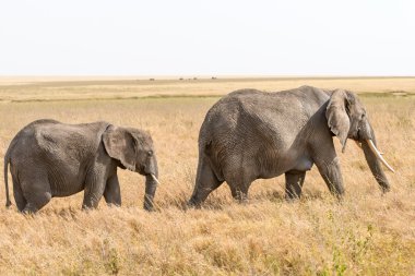 Afrika fili Serengeti Ulusal Parkı'nda