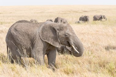 Afrika fili Serengeti Ulusal Parkı'nda