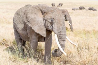 Afrika fili Serengeti Ulusal Parkı'nda