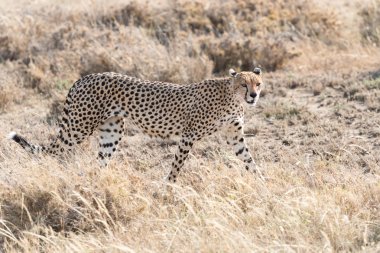 serengeti içinde çita